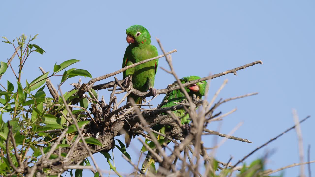 Close up shot of two love birds kissing each other by touching their beaks together, white-eyed parakeet, psittacara leucophthalmus displaying courtship behavior on top of the tree during daytime