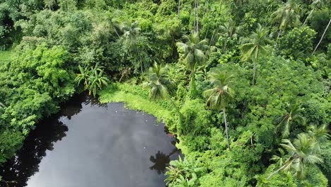 Deep-Green-Forest-in-sunney-days