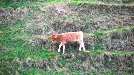 Cows-eating-grass-on-a-hill,-country-scenery