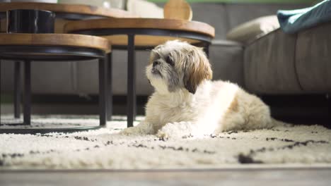 boomer dog sitting on living room rug, yawning and looking around, medium shot