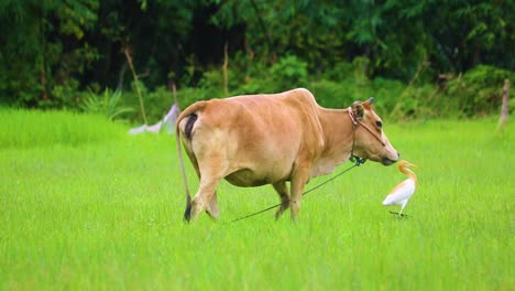 cows grazing at green grass field alongside cattle egret in bangladesh