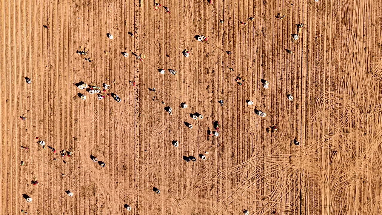 Abstract patterns and lines in brown farm field with produce and laborers, drone