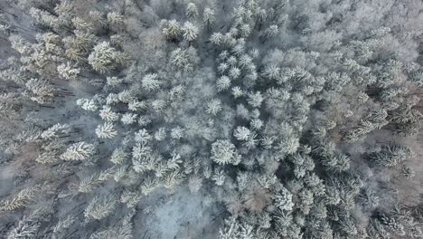 Luftdrohne-über-Schneebedeckten-Bäumen-Verschneiter-Wald-Pohorje-Slowenien-Wintertag-Natürliche-Landschaft-Mit-Weißen-Alpenkiefern