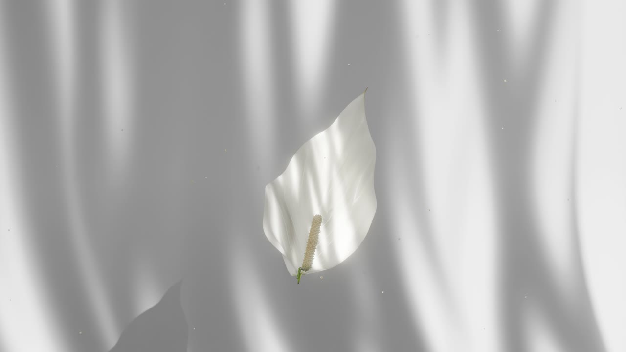 Elegant White Calla Lily Still Life