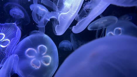 close up translucent jellyfish in aquarium