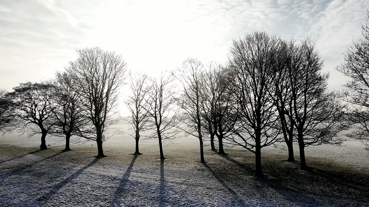 Row of bare trees casting long shadows across snowy misty winter park field on English morning
