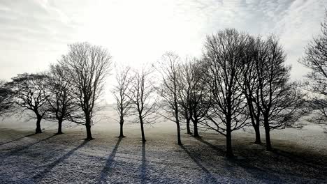 row of bare trees casting long shadows across snowy misty winter park field on english morning