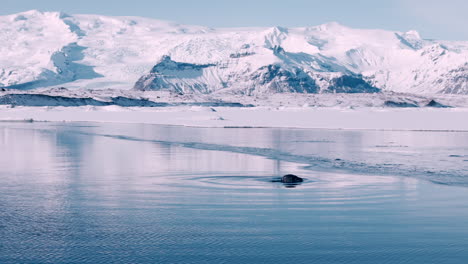 seal popping head out of water and ducking back in, large icelandic mountains in background, jökulsárlón