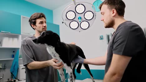 Guy-owner-of-a-black-and-white-dog-communicates-with-a-professional-veterinarian-during-an-examination-in-the-veterinarian-office-in-a-pet-clinic