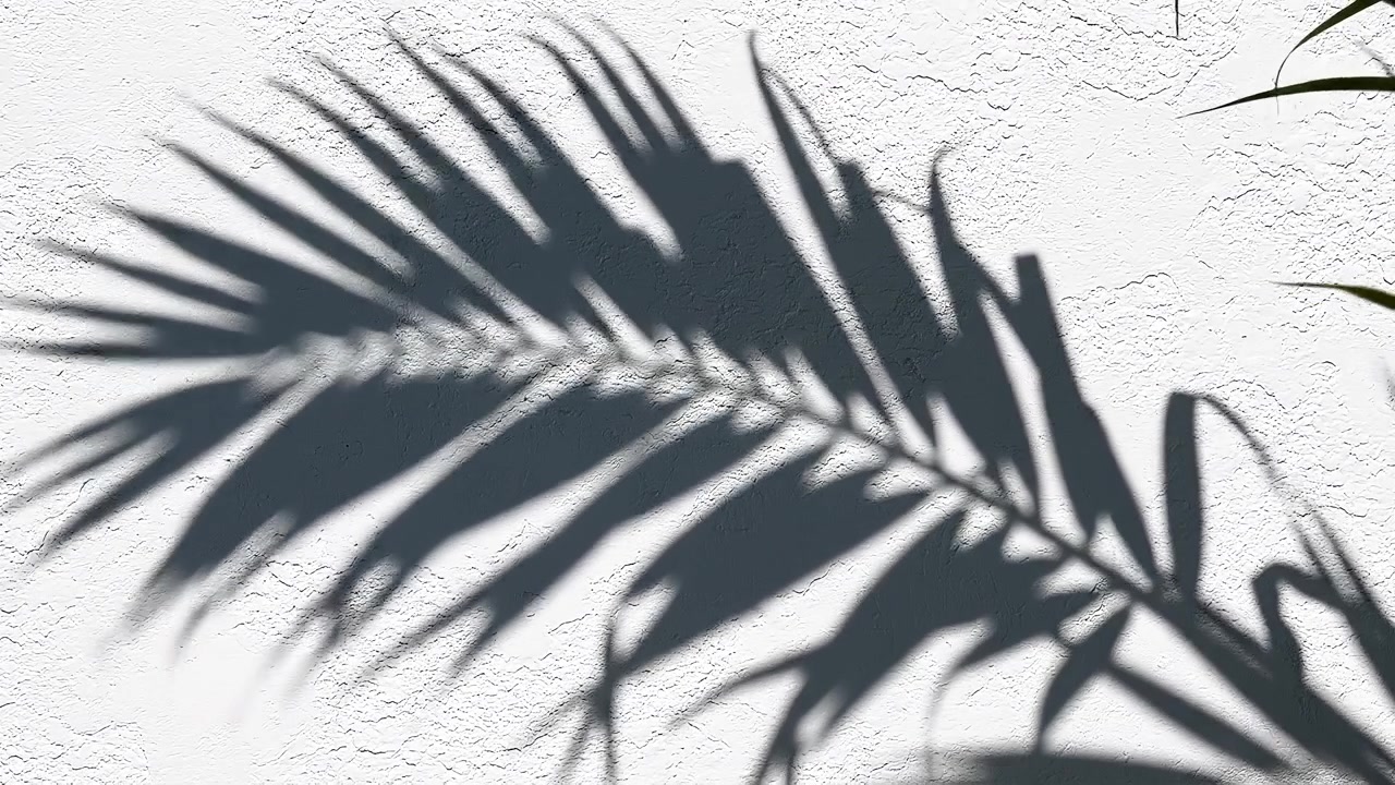 Palm leaf shadow on white textured concrete wall