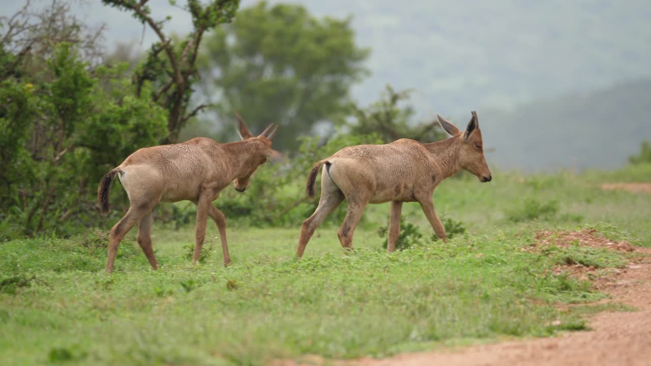 el hartebeest rojo juvenil camina hacia la carretera africana bajo la lluvia para unirse a la familia