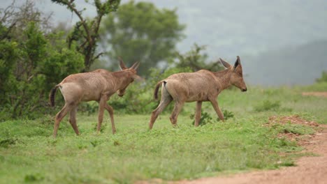 El-Hartebeest-Rojo-Juvenil-Camina-Hacia-La-Carretera-Africana-Bajo-La-Lluvia-Para-Unirse-A-La-Familia