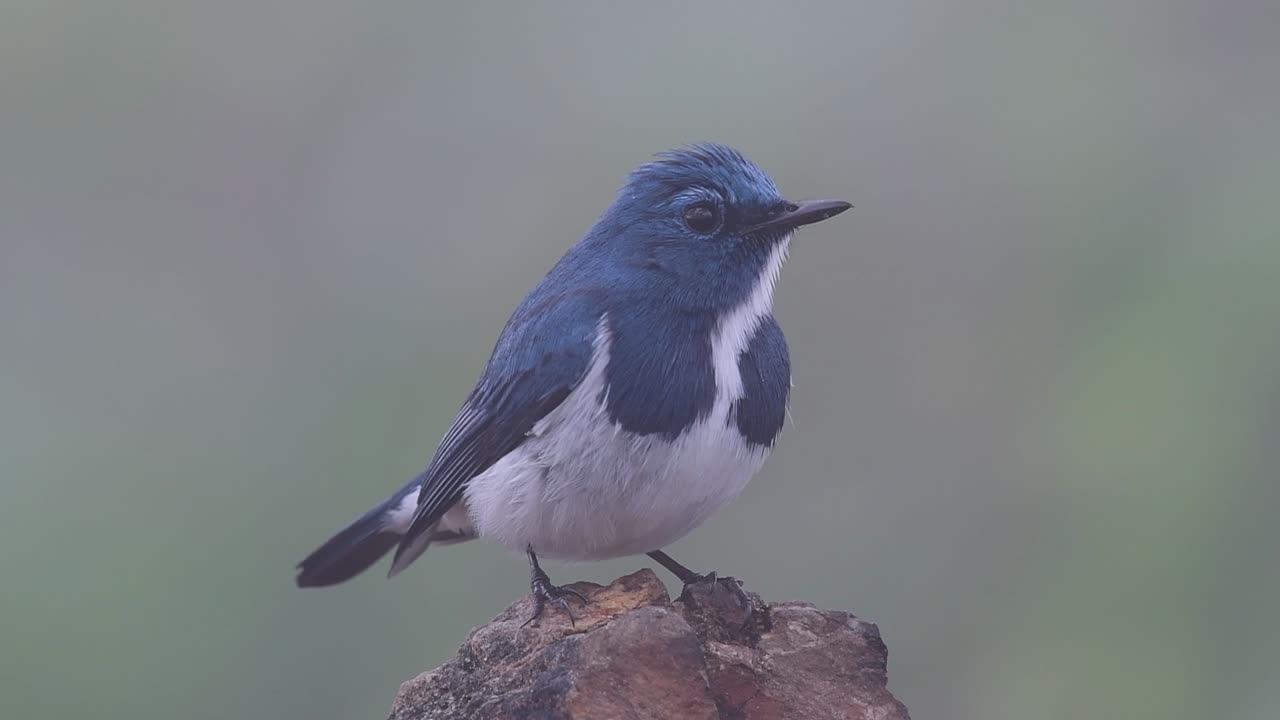 el papamoscas ultramarino, también conocido como el papamoscas azul de ceja blanca, un migrante de invierno a tailandia, es muy amigable con la gente