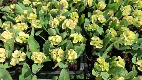 time-lapse of flowers blooming in sunlight.