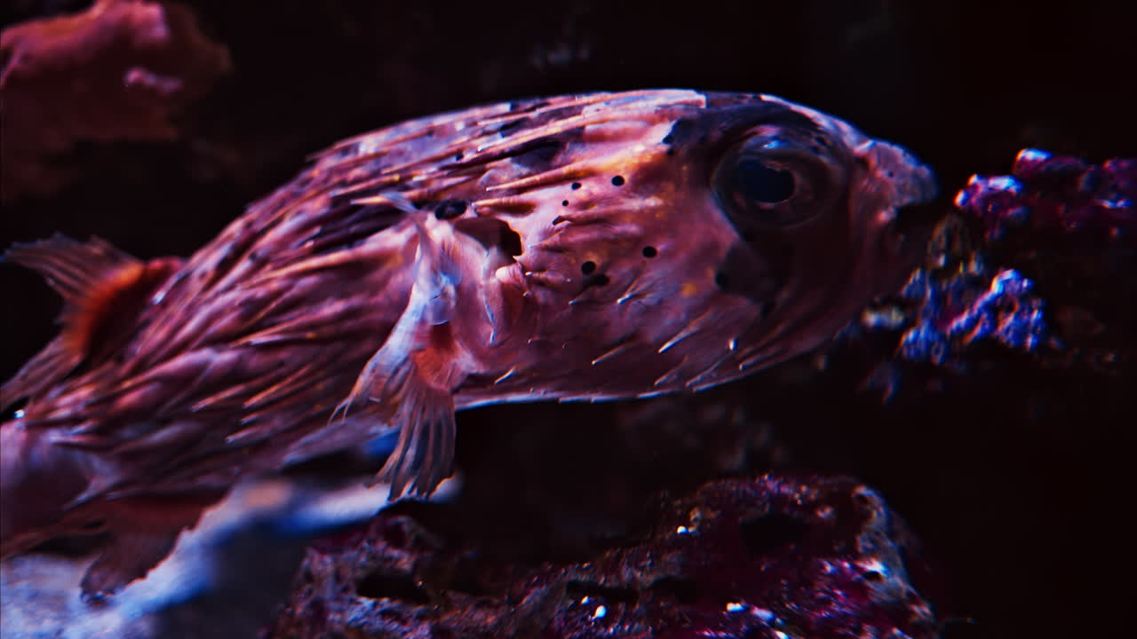 Close up of a Cyclichthys fish swimming near coral reefs
