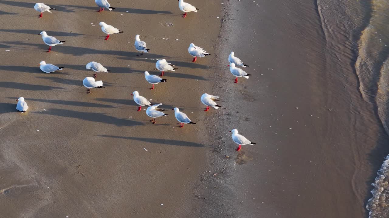 모래사장에 갈매기 떼