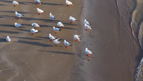 bandada de gaviotas en la playa de arena