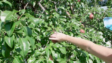 Mano-Femenina-Comprobando-Una-Fruta-De-Pera-En-El-árbol-Antes-De-Recogerla