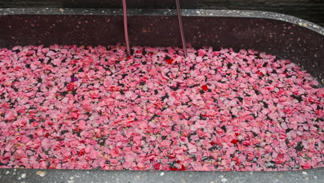 la bañera de pétalos de rosa
