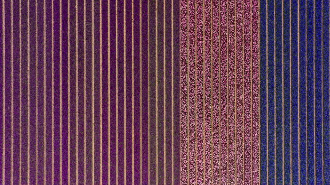 campo con filas de tulipanes azules, púrpuras y rosas, amplio de arriba hacia abajo aéreo