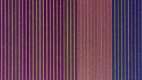campo con filas de tulipanes azules, púrpuras y rosas, amplio de arriba hacia abajo aéreo