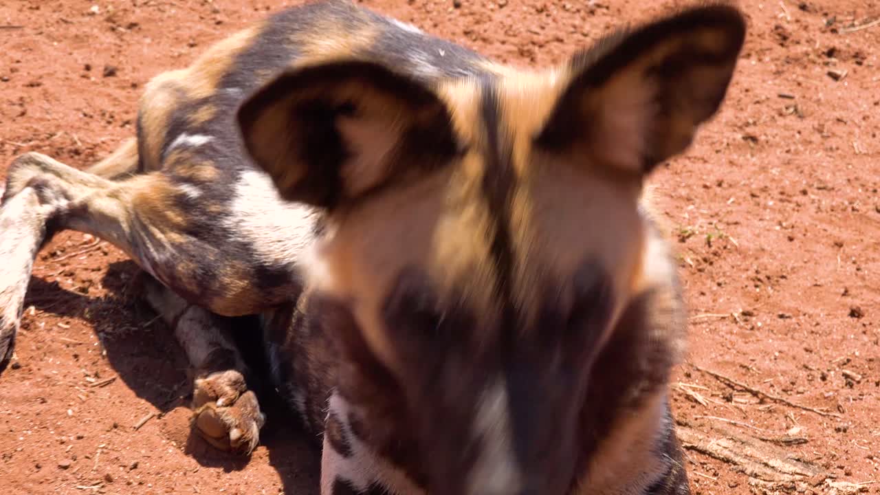 perros salvajes africanos raros y en peligro de extinción vagan por la sabana en namibia áfrica 3