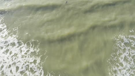 a lone woman bobbing in vast murky seawater, white foamy waves flow just off shore, aerial top down