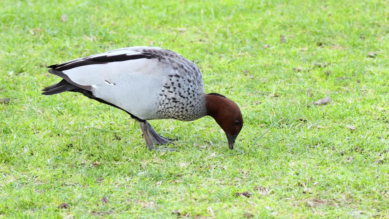 잔디를 는 오리