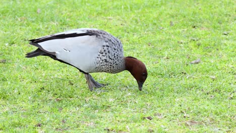 un pato picoteando en la hierba