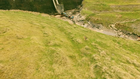 Red-welsh-sheepdog-running-towards-camera-on-hill-side-in-welsh-valley