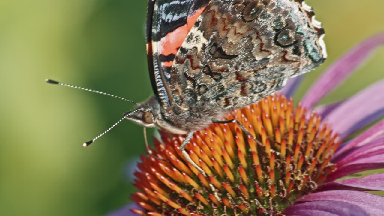 macro tiro de un almirante rojo chupando néctar en coneflower púrpura al aire libre
