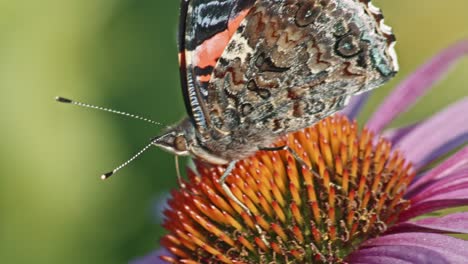 macro shot of a red admiral sucking nectar on purple coneflower outdoors