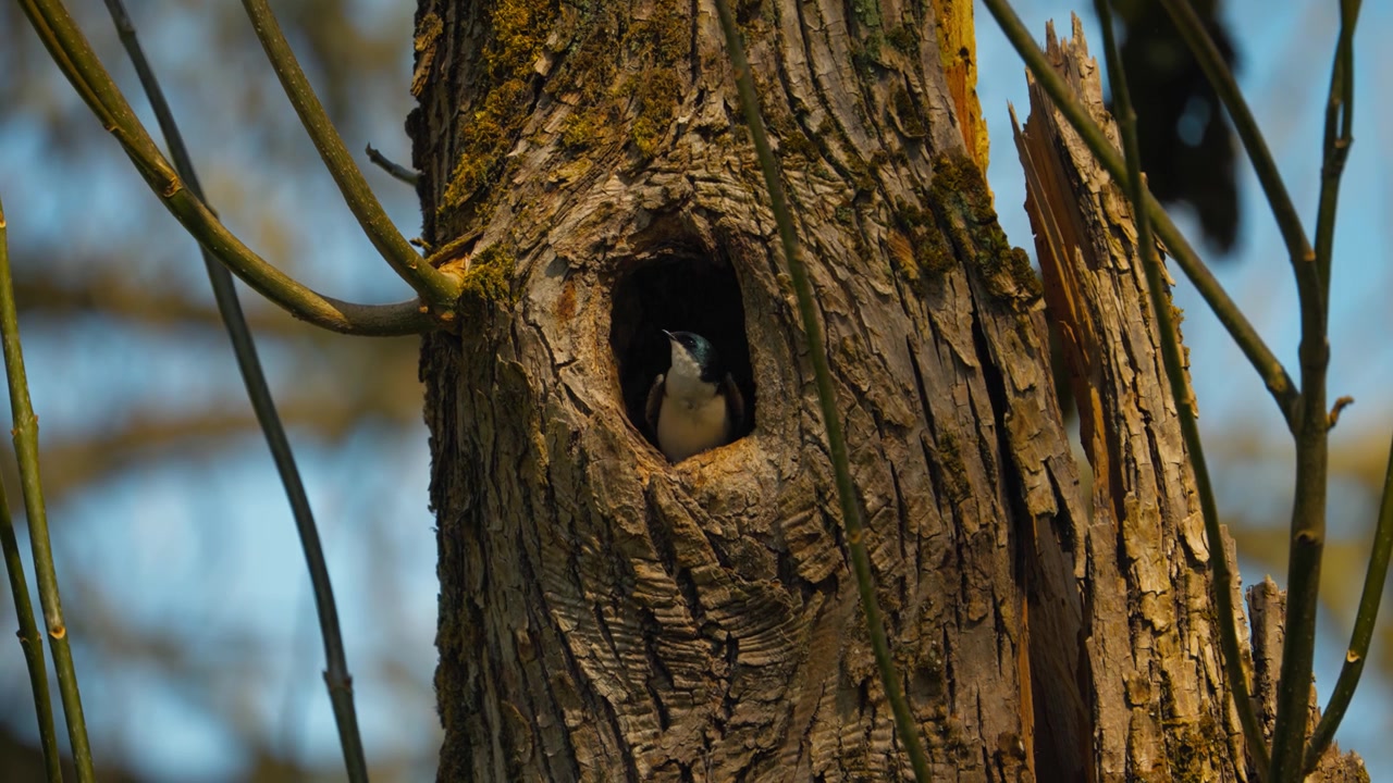 Tree swallow looking from a hollow tree cavity in warm afternoon light