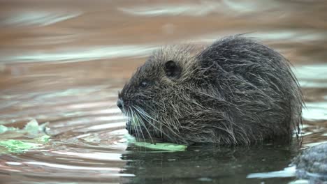 Cute-Coypu-Nutria-Eating-Cabbage-Leaves-In-Zoo-Shallow-Pond