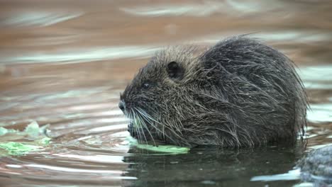 lindo coipo nutria comiendo hojas de col en el estanque poco profundo del zoológico