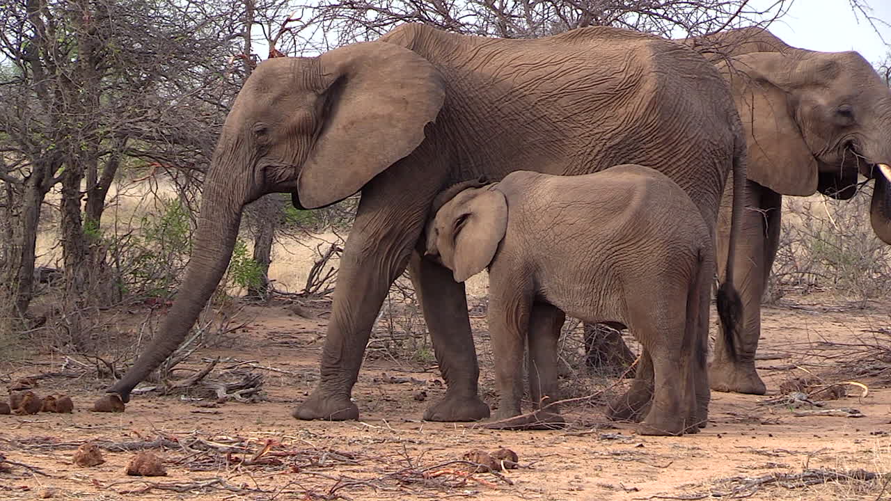 el joven elefante amamanta a su madre mientras otros se mueven a su alrededor en la sabana africana.