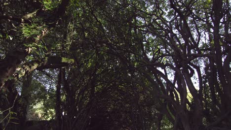 Panoramic-shot-of-peaceful-wooded-area