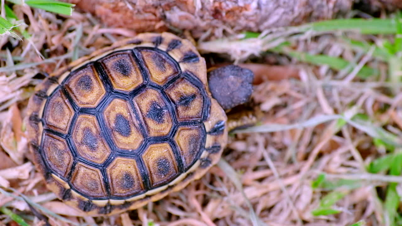 Tiny Angulate tortoise Chersina angulata walking on grass
