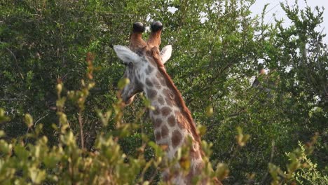 Majestuosa-Jirafa-Del-Cabo-Masticando-Mientras-Camina-Por-La-Selva-Africana