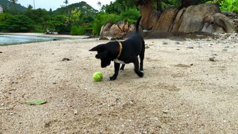 young dog plays with tennis ball on the beach