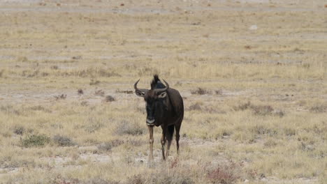 un gnu caminando por las llanuras de áfrica