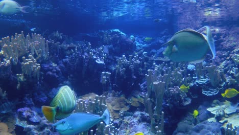 colorful fish in a coral reef aquarium