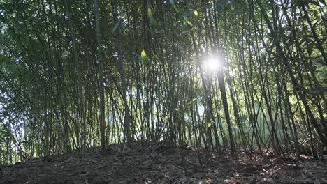 fotografía deslizante de una escena tranquila del bosque de bambú con el sol brillando en la lente
