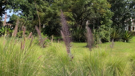 la hierba puntiaguda de la fuente africana púrpura sopla en un jardín soleado y ventoso