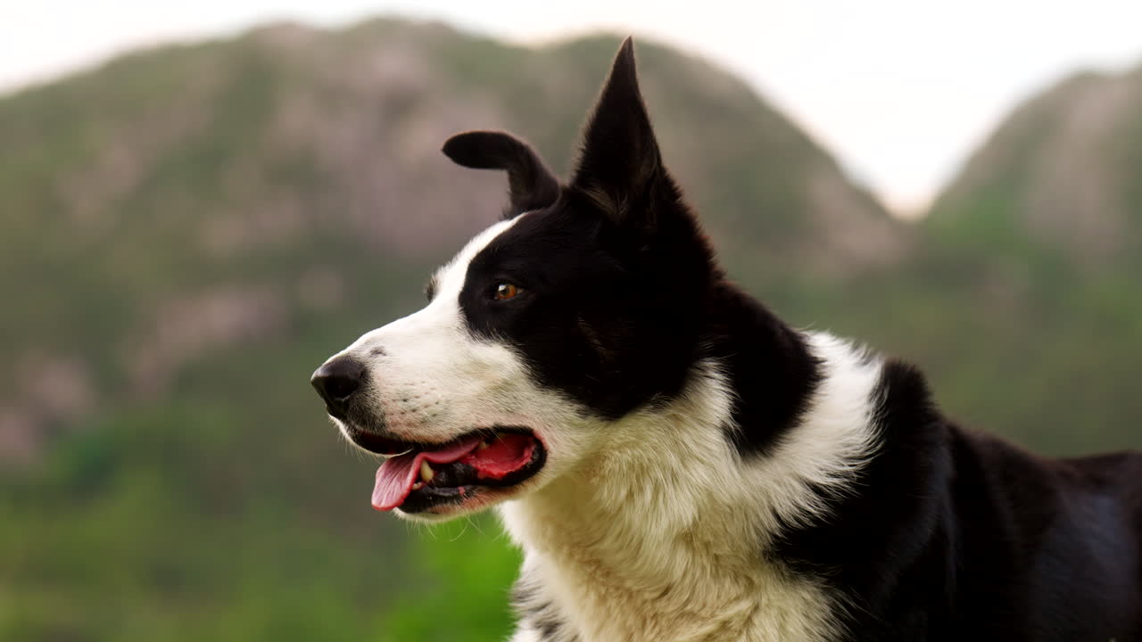 Close-up Portrait Of An Intelligent Border Collie Sheepherding Dog Breed
