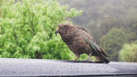 mischievous-kea-bird-in-New-Zealand-using-its-beak-to-pick-at-a-car-in-the-rain