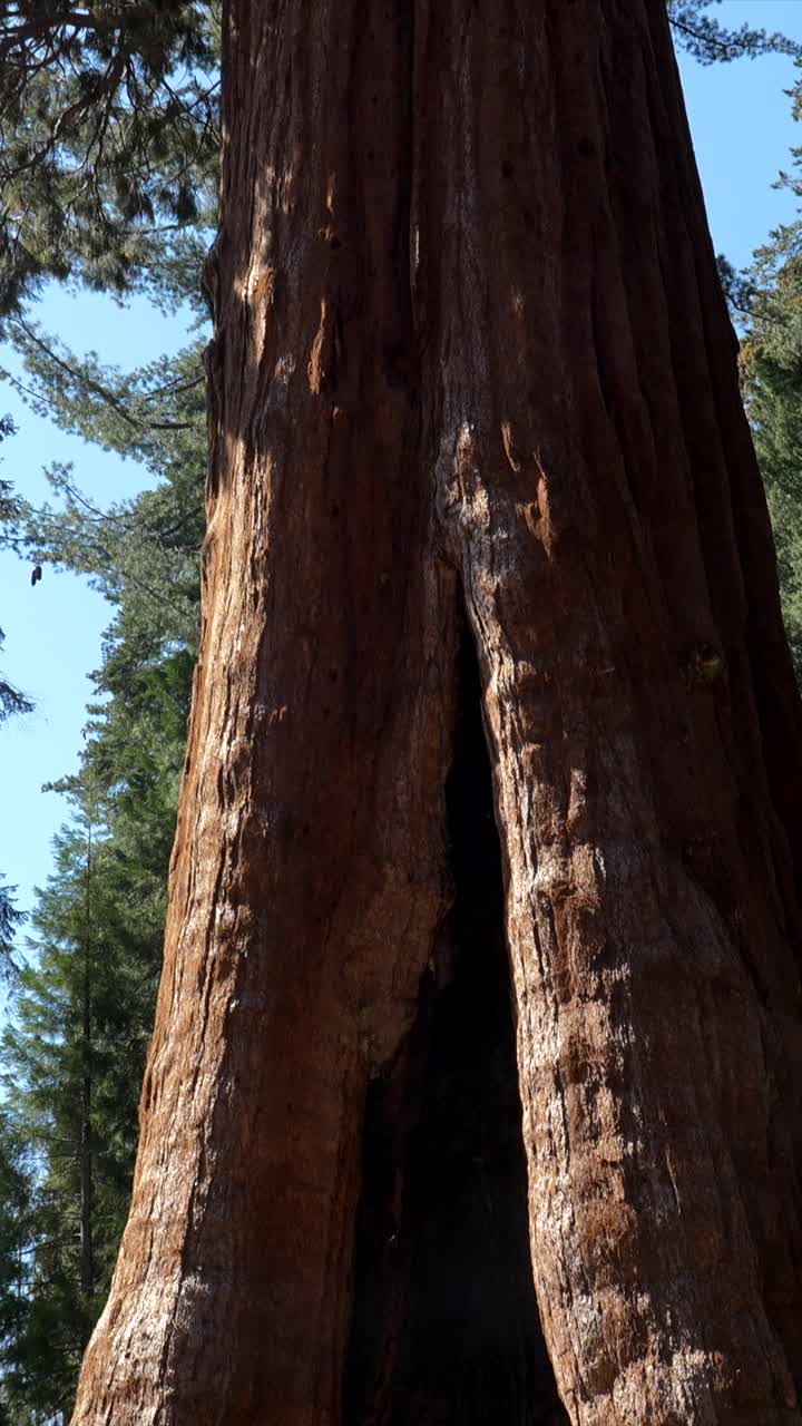 Panoramica verso l'alto di un imponente tronco di sequoia gigante in una foresta