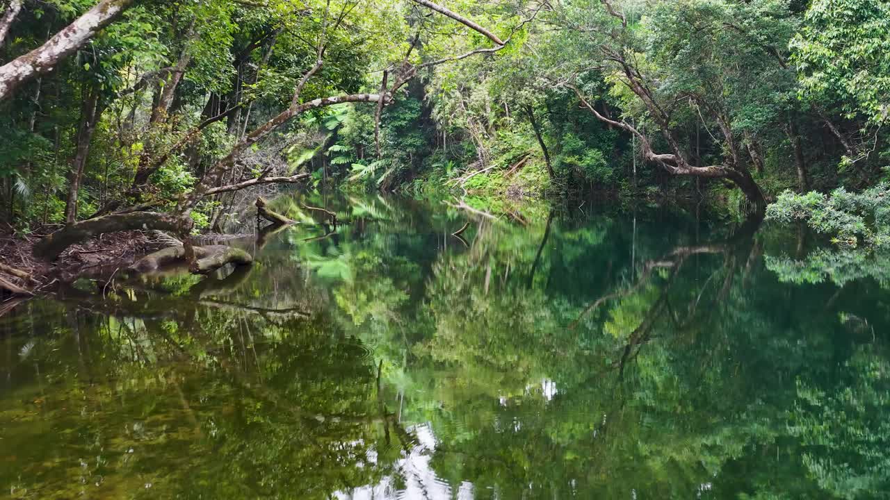 Drone footage captures a tranquil creek in Daintree Rainforest, showcasing lush greenery and calm water reflections