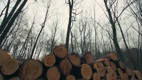 a forest of bare trees