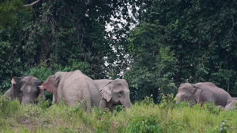 Uno-Frente-Al-Otro-Demostrando-Quién-Es-El-Macho-Alfa-Mientras-Que-Otras-Orejas-Aletean,elefante-Indio,-Elephas-Maximus-Indicus,-Tailandia